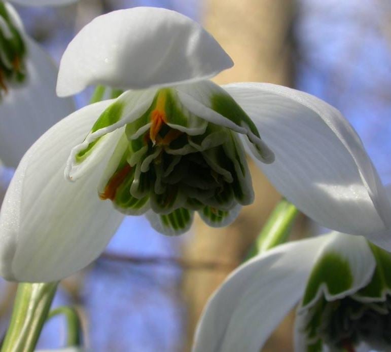 Picture of Galanthus nivalis 'Hippolyta'