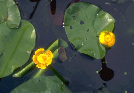 Picture of Nuphar lutea