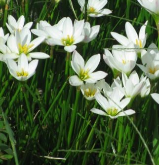 Picture of Zephyranthes candida