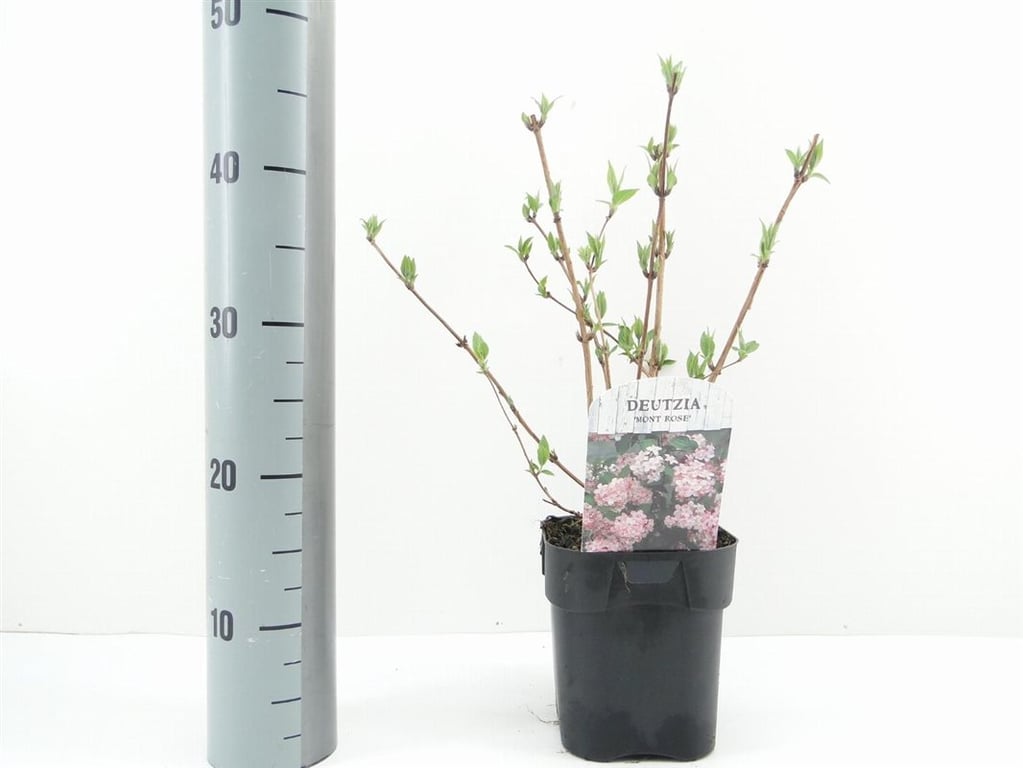 Picture of Deutzia hybrida 'Mont Rose'