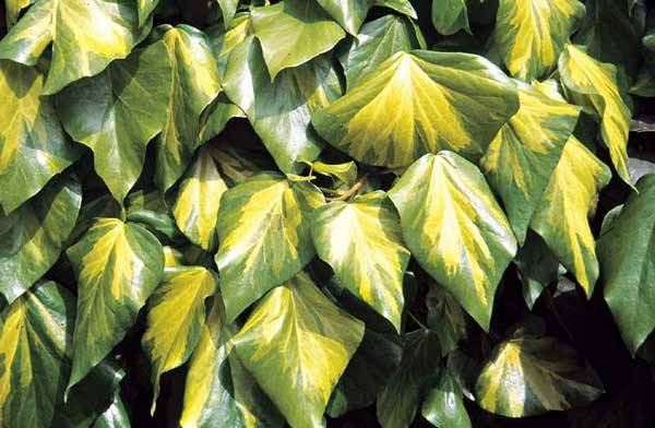 Picture of Hedera colchica 'Sulphur Heart'