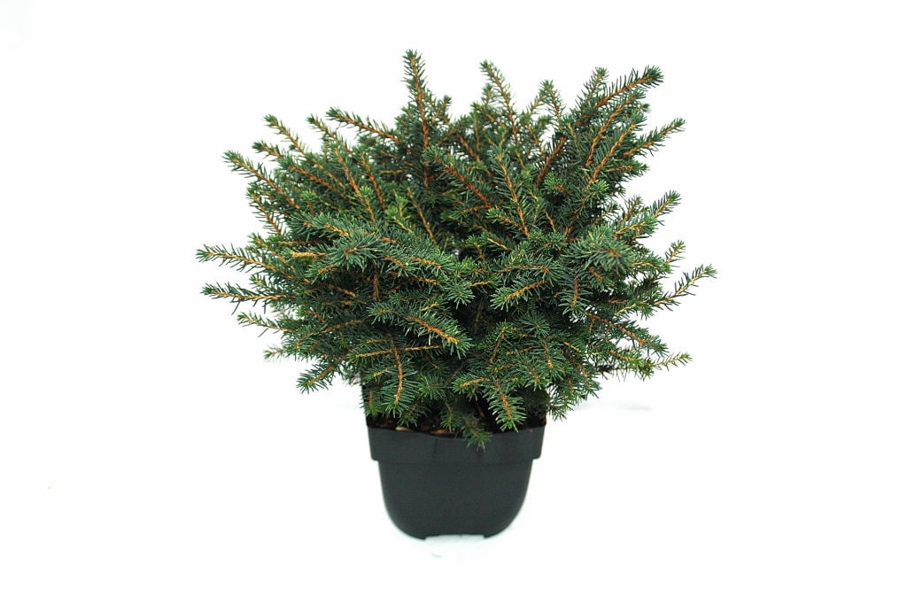 Picture of Picea omorika 'Karel'