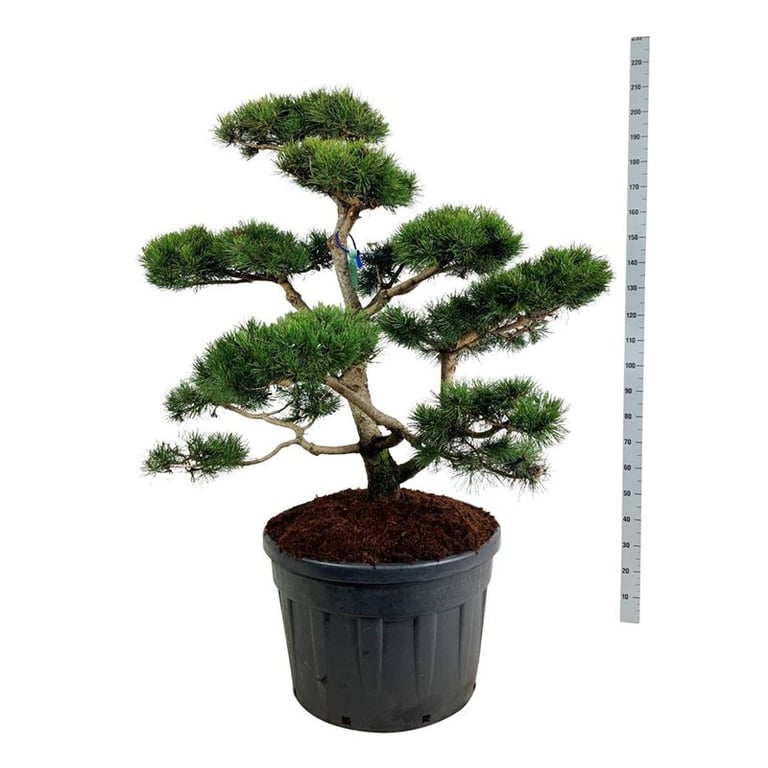Picture of Pinus contorta