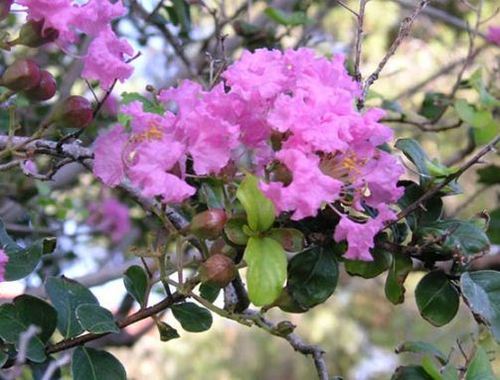 Picture of Lagerstroemia indica