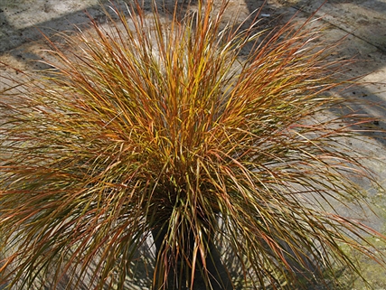 Picture of Calamagrostis arund. 'Sirocco'