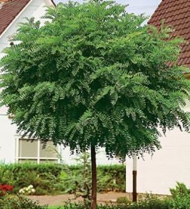 Picture of Robinia ps. 'Umbraculifera'