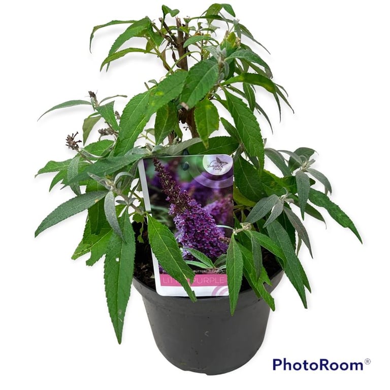 Picture of Buddleja d. B. Candy Little Purple