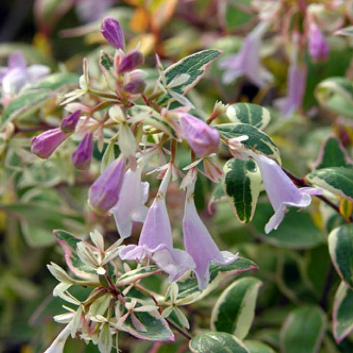 Picture of Abelia grand. 'Hopleys' ®