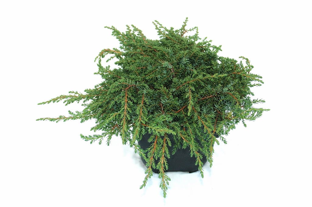 Picture of Juniperus comm. 'Green Carpet'