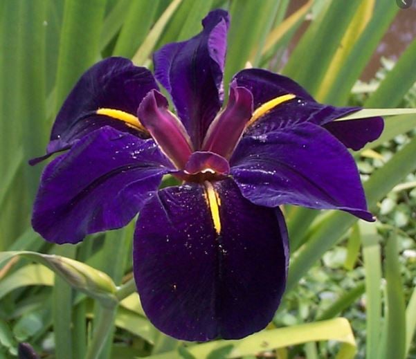 Picture of Iris (L) 'Black Gamecock'