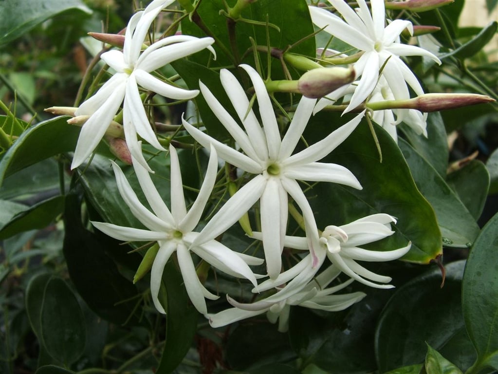 Picture of Jasminum laurifolium nitidum