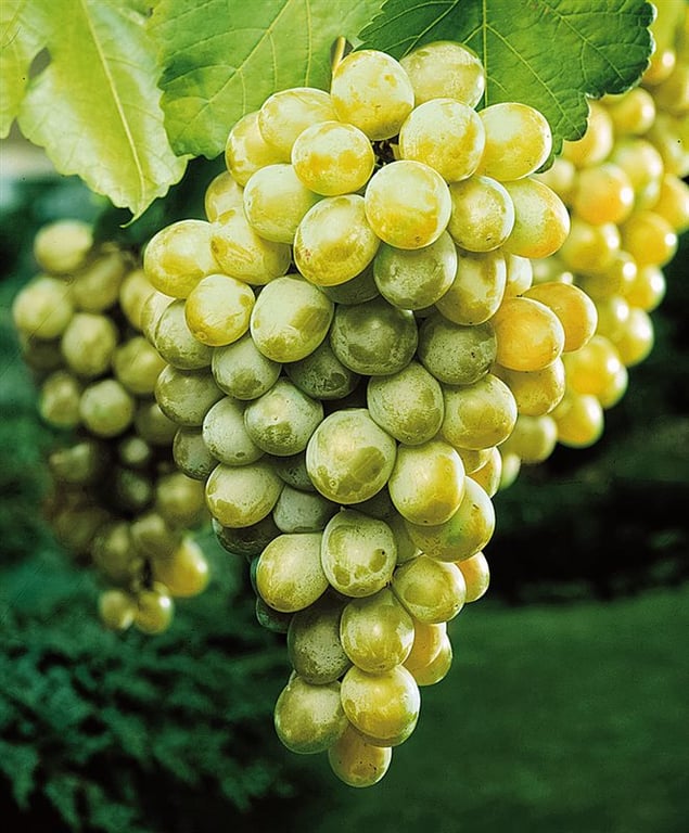 Picture of Vitis 'Himrod'
