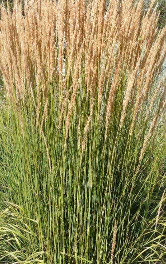 Picture of Calamagrostis acut. 'Avalanche'