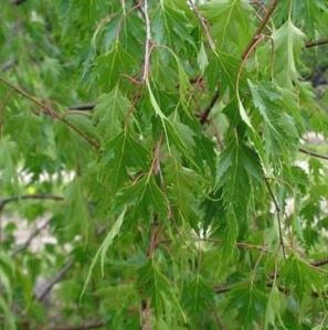 Picture of Betula p. 'Laciniata'