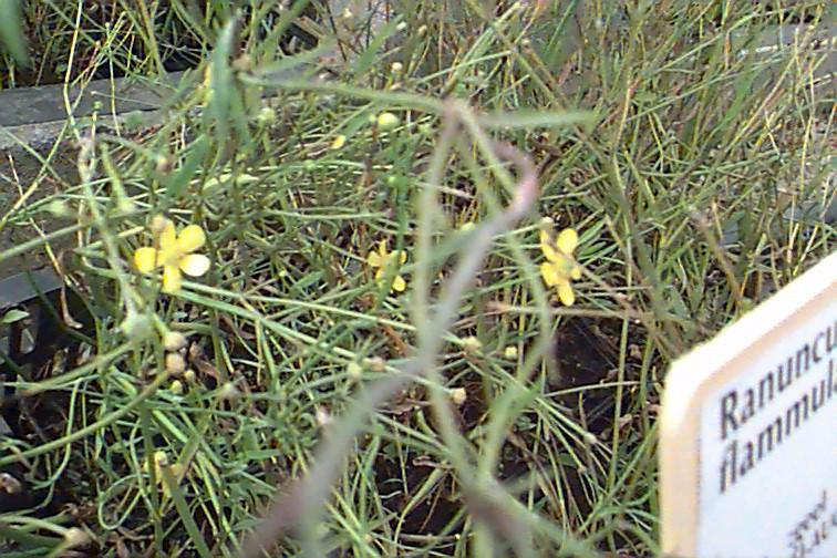 Picture of Ranunculus flammula