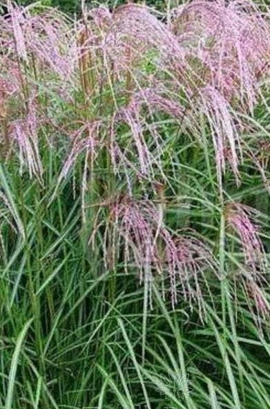 Picture of Miscanthus sin. 'Flamingo'