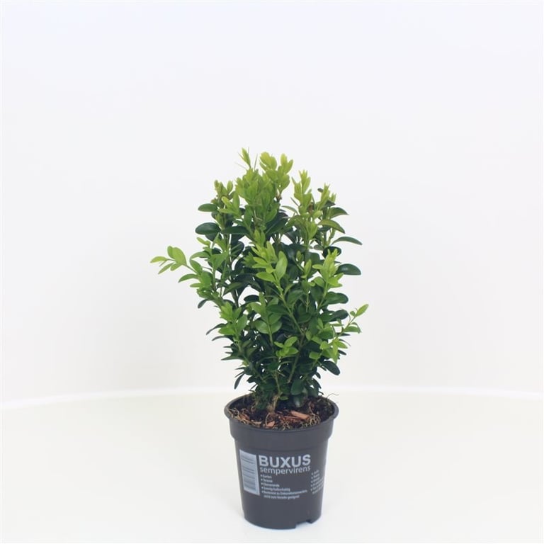 Picture of Buxus sempervirens