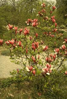 Picture of Magnolia liliiflora 'Nigra'