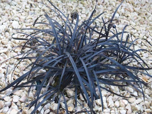 Picture of Ophiopogon plan. 'Niger'