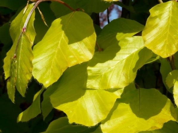 Picture of Fagus syl. 'Dawyck Gold'