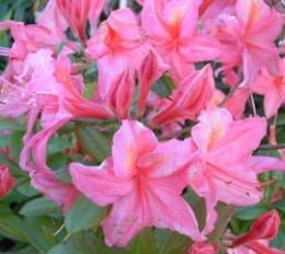 Picture of Rhododendron (AV) 'Jolie Madame'
