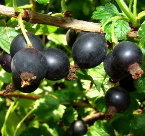 Picture of Ribes 'Josta' (Jostaberry)