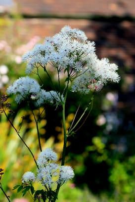 Picture of Thalictrum a. 'White Cloud'
