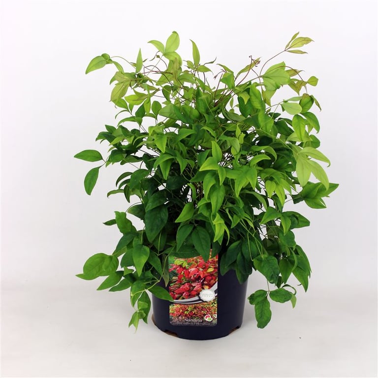 Picture of Nandina dom. 'Firepower'
