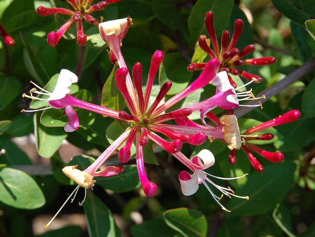 Picture of Lonicera per. 'Belgica Select'