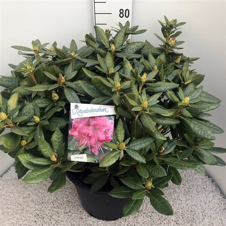 Picture of Rhododendron (CC) 'Cosmopolitan'
