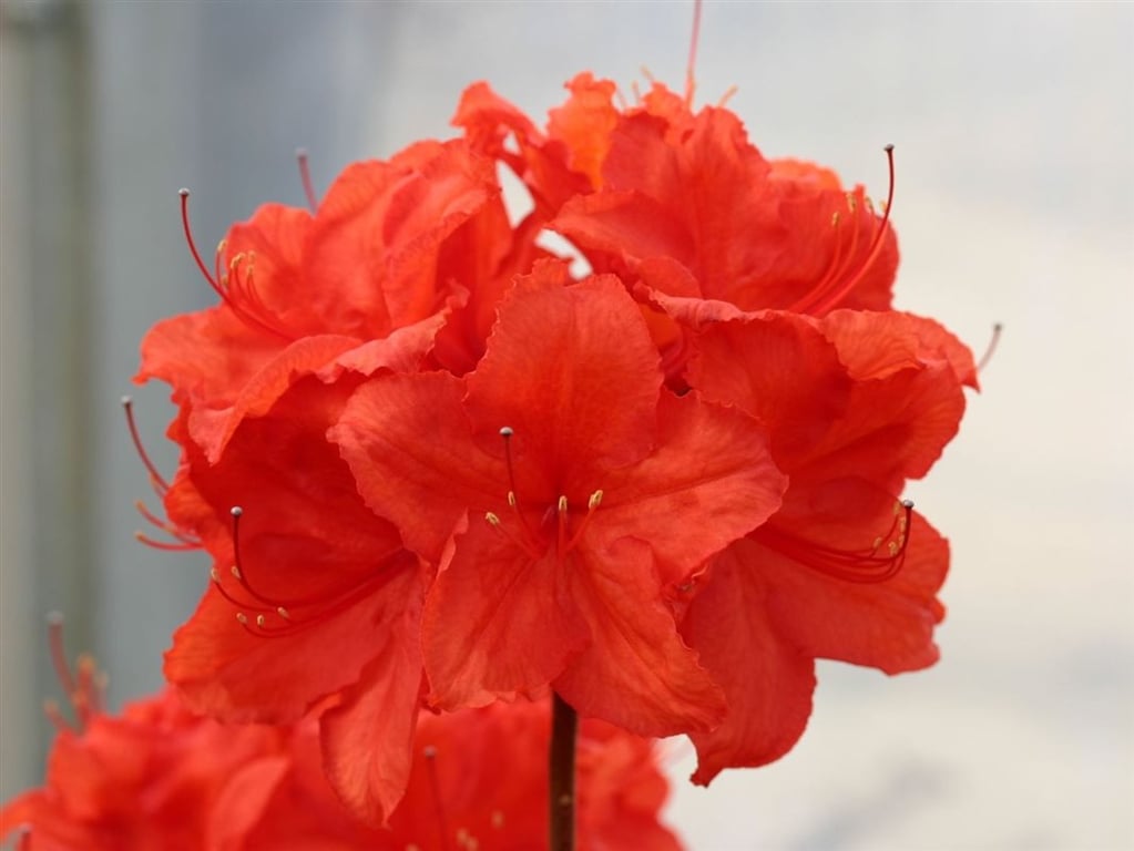 Picture of Rhododendron (AK) 'Feuerwerk'