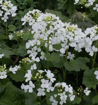 Picture of Pachyphragma macrophyllum