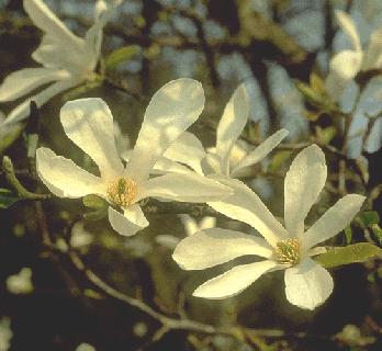 Picture of Magnolia kobus