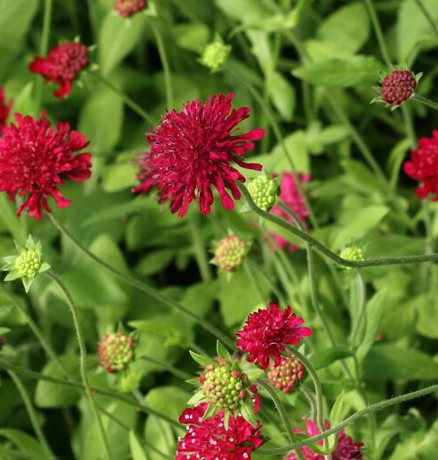 Picture of Knautia mac. 'Red Knight'