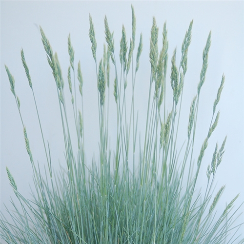Picture of Festuca 'Cool as Ice'