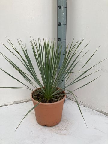 Picture of Yucca rostrata