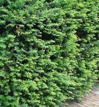 Picture of Taxus baccata