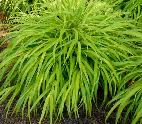 Picture of Hakonechloa macra 'All Gold'