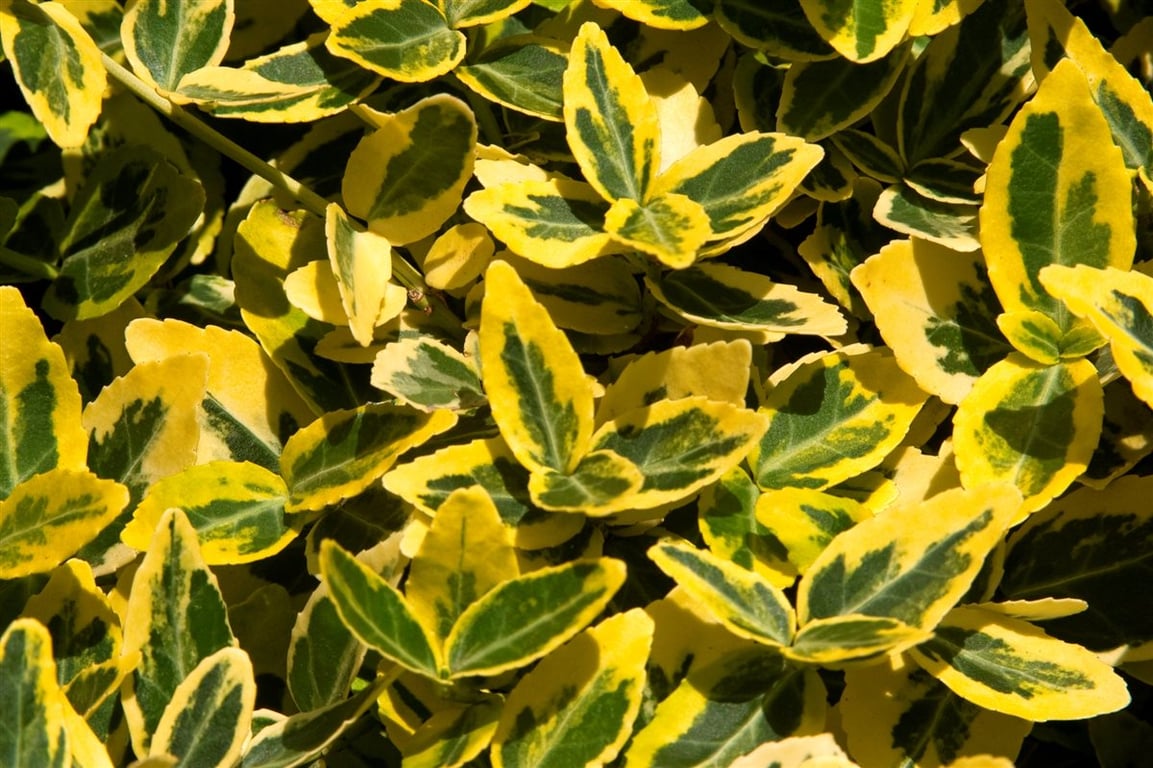 Picture of Euonymus fort. 'Emerald 'n' Gold'