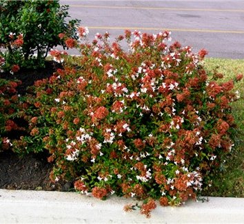 Picture of Abelia grand. 'Sherwood'
