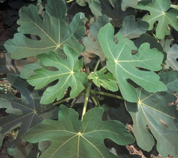 Picture of Ficus carica