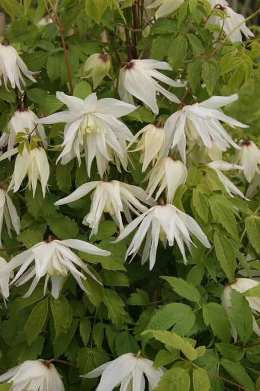 Picture of Clematis (A) 'Albina Plena'