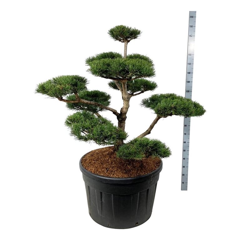 Picture of Pinus mugo