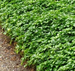 Picture of Pachysandra term. 'Green Carpet'