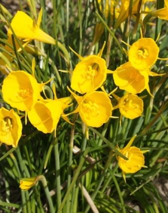 Picture of Narcissus 'Golden Bells'