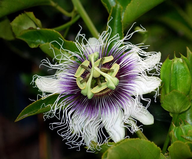 Picture of Passiflora edulis