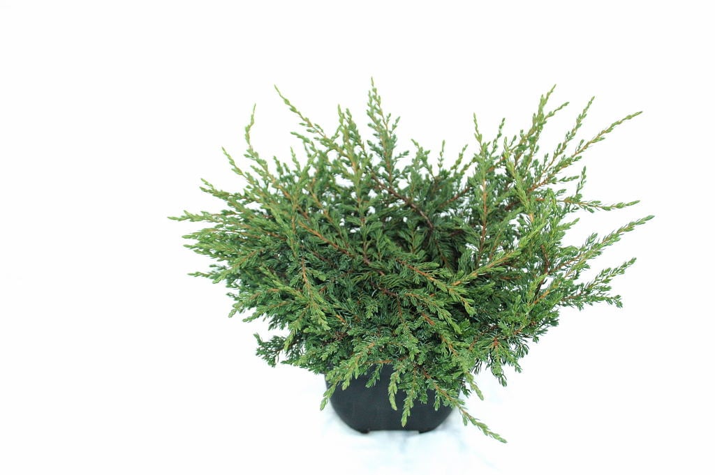 Picture of Juniperus comm. 'Repanda'