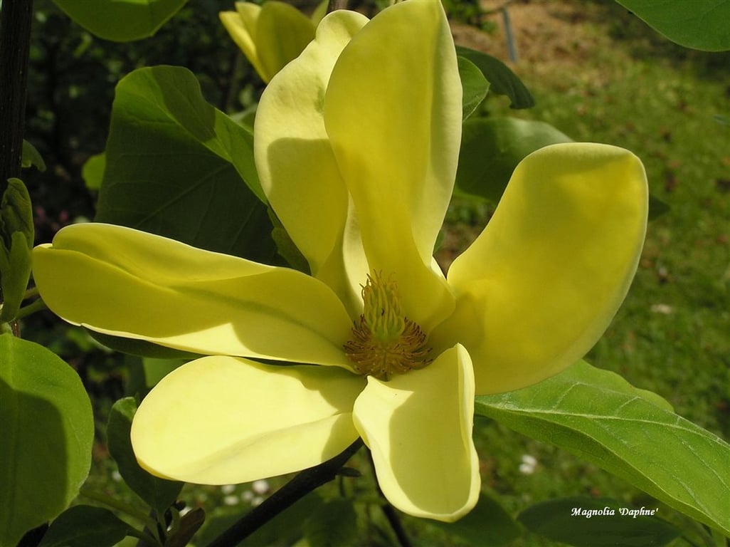 Picture of Magnolia 'Daphne'