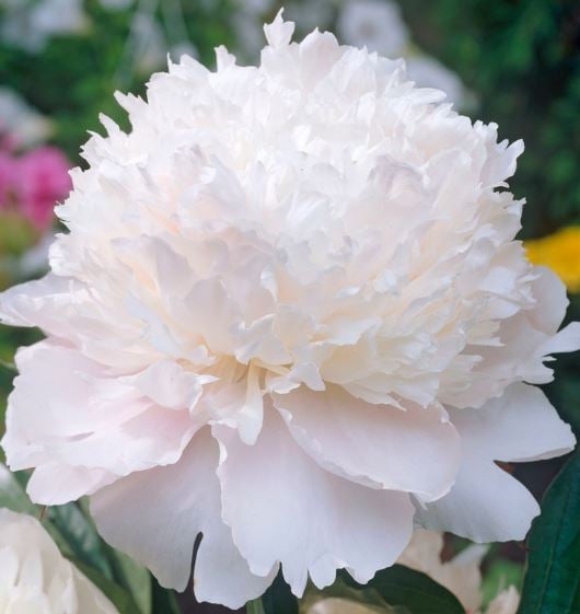 Picture of Paeonia (LD) 'Shirley Temple'