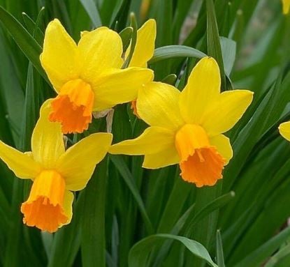 Picture of Narcissus cyclamineus 'Jetfire'